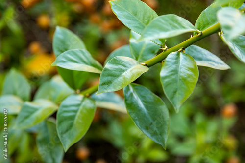 Ora-pro-nóbis Pereskia aculeata with ripe fruits and thorns on the surface