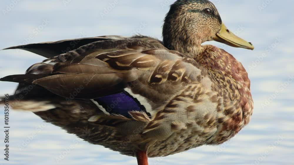 A Serene Duck Resting Peacefully by the Waters Edge, Enjoying Its Calm Environment A Serene Duck Resting Peacefully by the Waters Edge, Enjoying Its Calm Environment