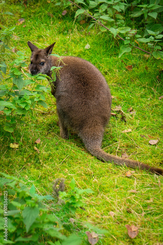 Kangaroo wallaby on a sunny green meadow