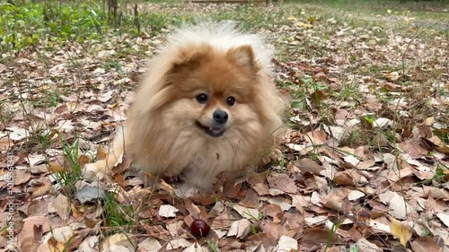 A spitz dog lies on yellow leaves in an autumn park