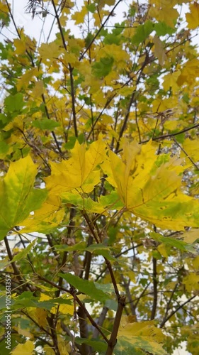 Yellow maple leaves on an autumn tree