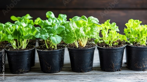 Pots with various vegetables flowers seedlings garden composition background