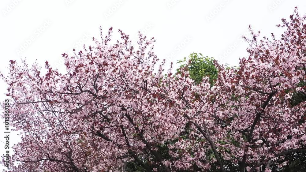 Hundreds of Purple Leaf Plums in full bloom in the early morning in HD Hundreds of Purple Leaf Plums in full bloom in the early morning in HD