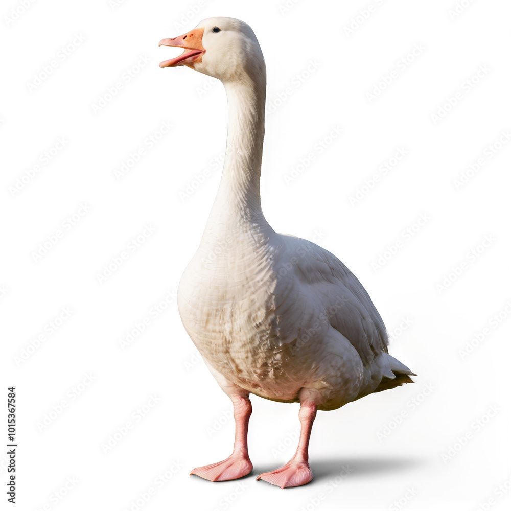 White domestic goose standing gracefully on a clean surface in natural daylight