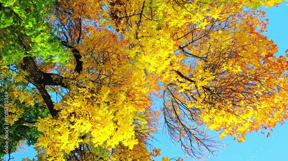 Ash tree branch with yellow leaves in autumn on blue sky background. Bright colors. Beauty in nature. October colors. Tree top. Fall season. Warm sunny weather concept. Natural texture. Golden park Ash tree branch with yellow leaves in autumn on blue sky background. Bright colors. Beauty in nature. October colors. Tree top. Fall season. Warm sunny weather concept. Natural texture. Golden park