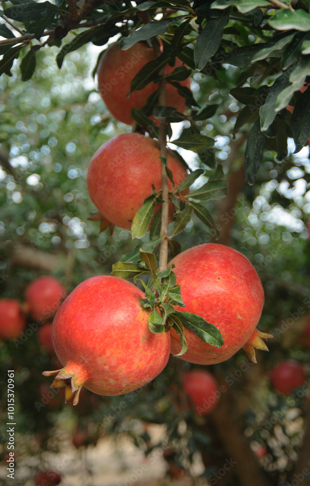 Ripe pomegranate fruit on tree branch. Ripe pomegranate fruit on tree branch.