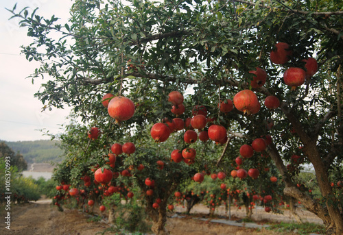 Ripe pomegranate fruits on the tree in garden