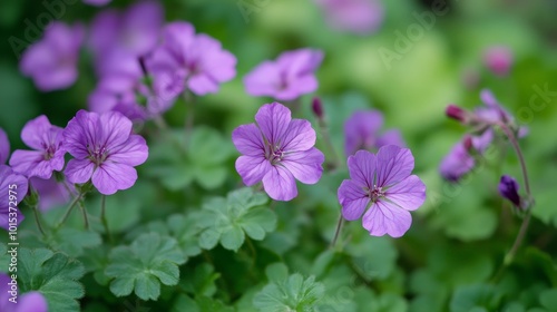Pelargonium capitatum, a species of rose-scented geranium, blooms with purple flowers in October. photo