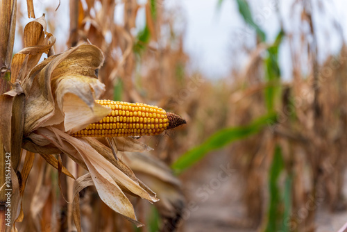 A close-up view of a single ear of corn, with the husk partially open, hanging from a stalk in a field of dried corn photo