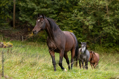 Pferd frißt langes Gras