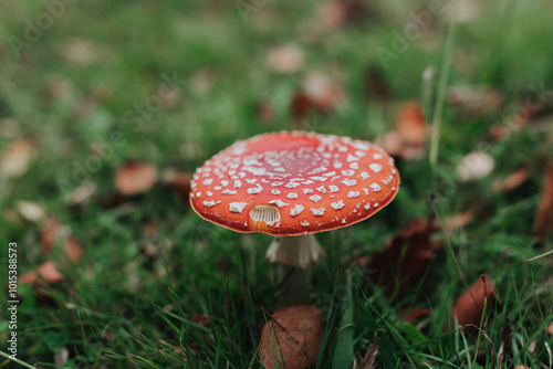 Amanita muscaria, red and white toadstools.