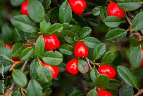 Cotoneaster horizontalis closeup. Branches with red berries and green leaves autumn background. Cotoneaster dammeri 'Coral Beauty' photo