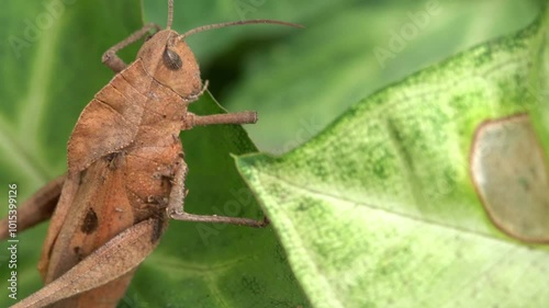 Close up of grasshooper on a leaf photo