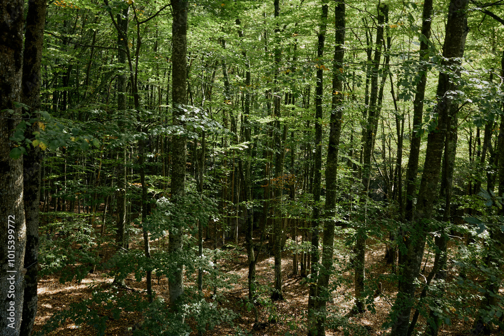 Lush Green Forest Canopy Aerial View with Fallen Leaves Nature, Travel, Beauty, Environment, Earth, Outdoors, Wilderness, Peaceful Meditation, EcoFriendly Lush Green Forest Canopy Aerial View with Fallen Leaves Nature, Travel, Beauty, Environment, Earth, Outdoors, Wilderness, Peaceful Meditation, EcoFriendly