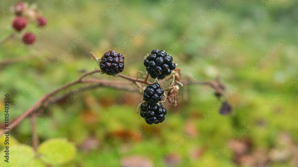 Blackberries in a forest in northern Spain Blackberries in a forest in northern Spain