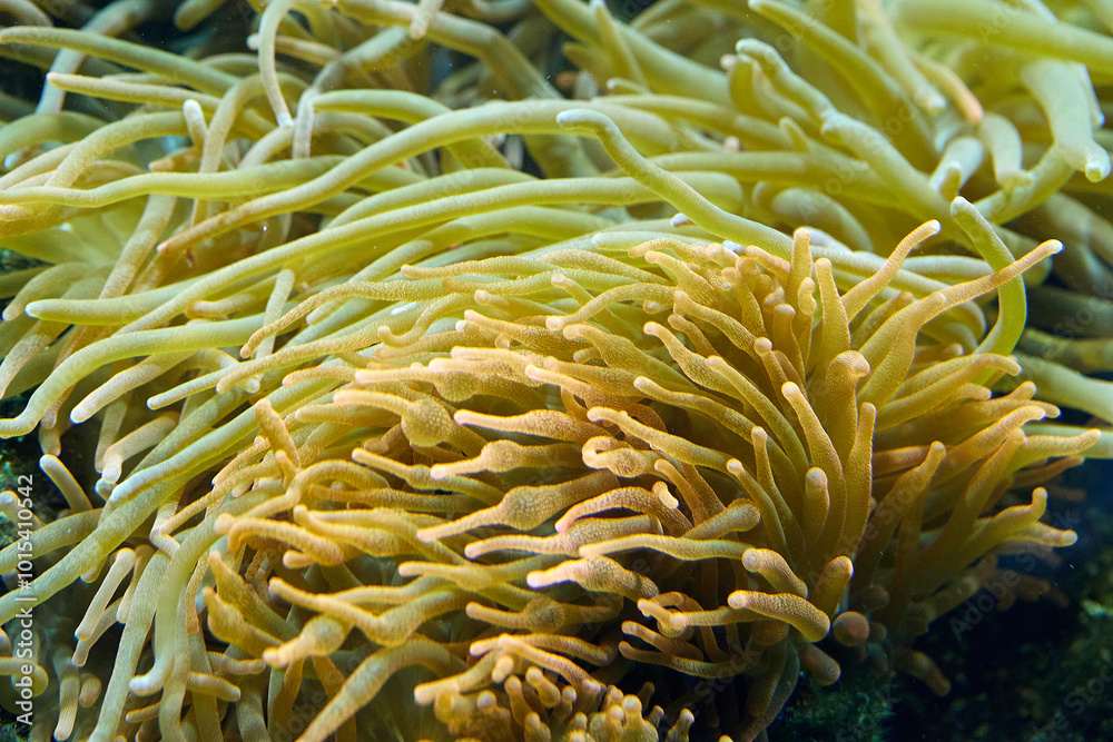 coral reef coral reef