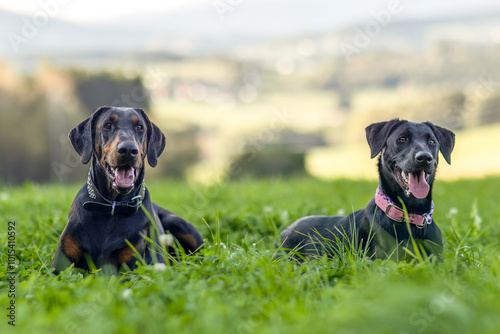 Two dogs outdoors: A doberman dog and a labrador crossbreed dog sitting together outdoors