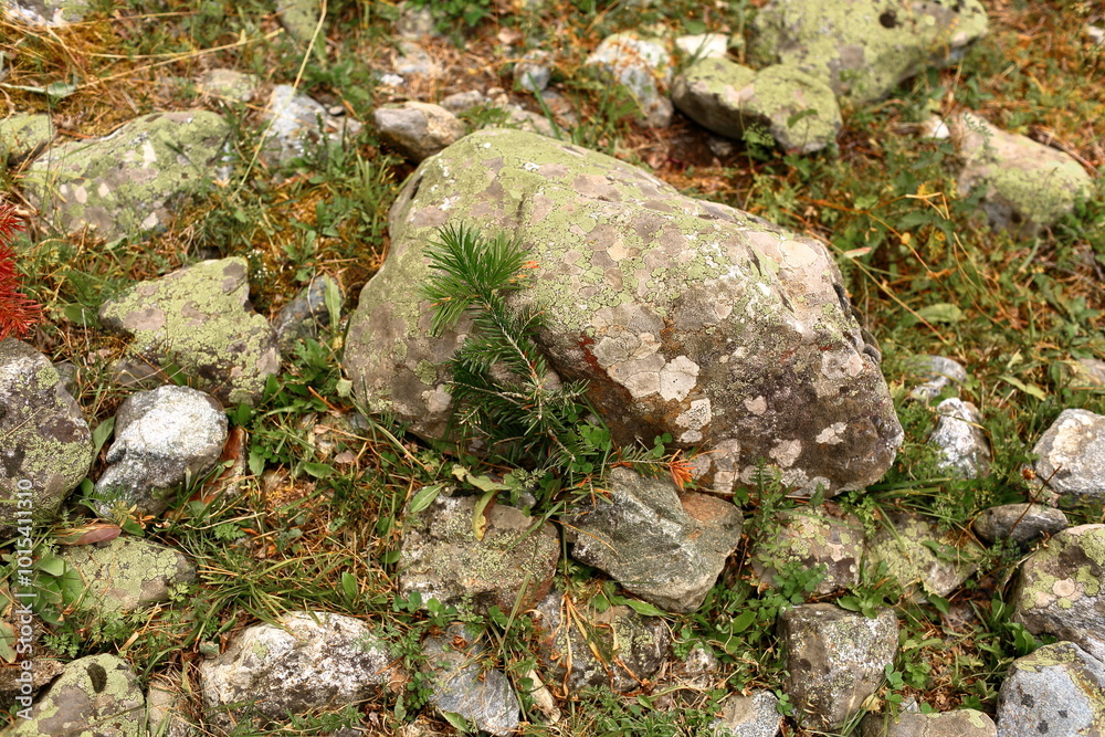 Obraz premium moss on rock