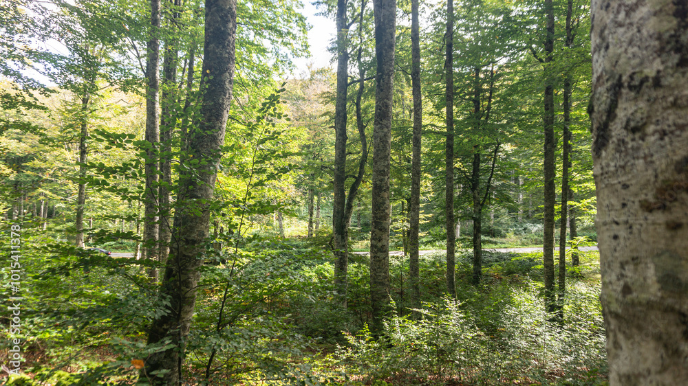 Obraz premium Leafy forest in northern Spain