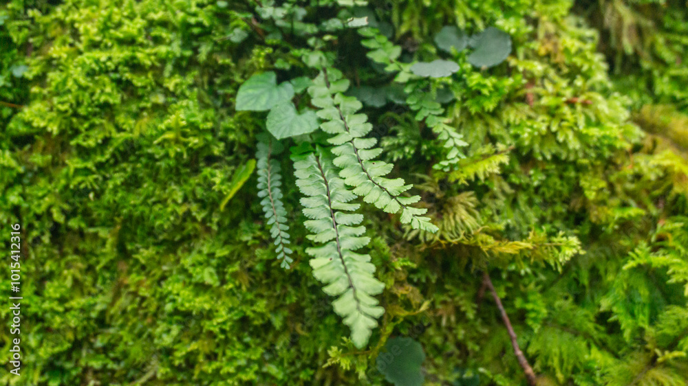 Fototapeta premium Fern in a forest in northern Spain