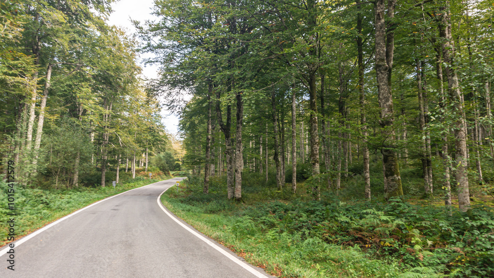 Fototapeta premium Road in the middle of a forest in northern Spain