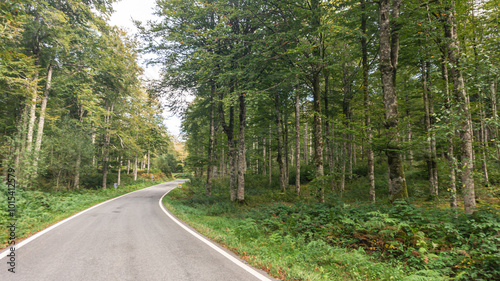 Road in the middle of a forest in northern Spain