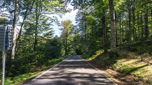 Road in the middle of a forest in northern Spain