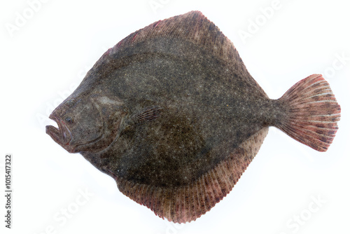 Bilde på lerret Black Sea turbot (Psetta maeotica) demersal fish