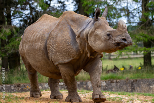 The Indian rhinoceros, Greater one-horned rhinoceros (Rhinoceros unicornis)