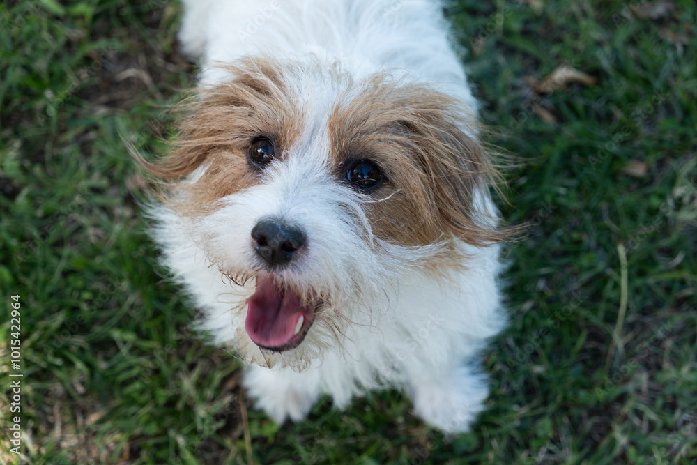 Top view of a small purebred Jack Russel dog. He is standing on a grassy background and looking up with his tongue out. Top view of a small purebred Jack Russel dog. He is standing on a grassy background and looking up with his tongue out.