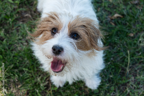 Top view of a small purebred Jack Russel dog. He is standing on a grassy background and looking up with his tongue out.