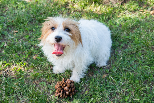 Domestic scene from above of a small purebred Jack Russel dog. He wants to play and is showing a pine cone for his owner to throw to him. He has his tongue out and a playful look