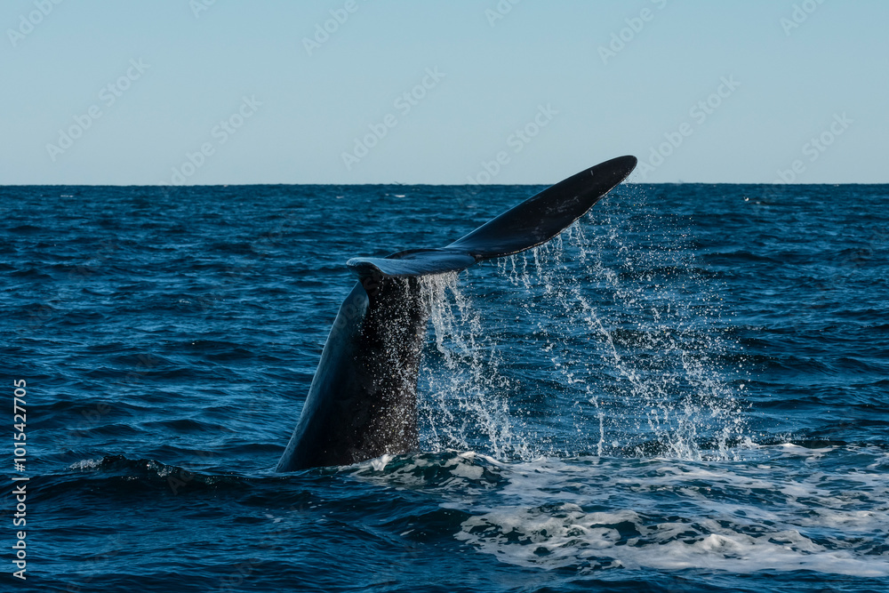 Fototapeta premium Whale tail, lobtailing, endangered species,Chubut Province, Patagonia,Argentina