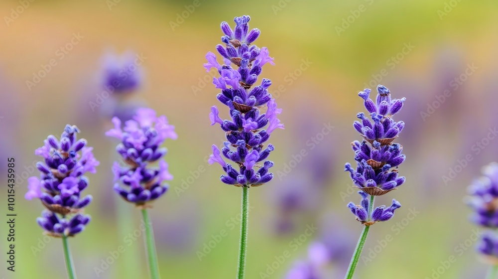A close-up shot of a delicate purple lavender flower, with soft green stems and buds, against a blurred backdrop of a lavender field A close-up shot of a delicate purple lavender flower, with soft green stems and buds, against a blurred backdrop of a lavender field