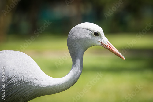 Close up photo of a blue crane
