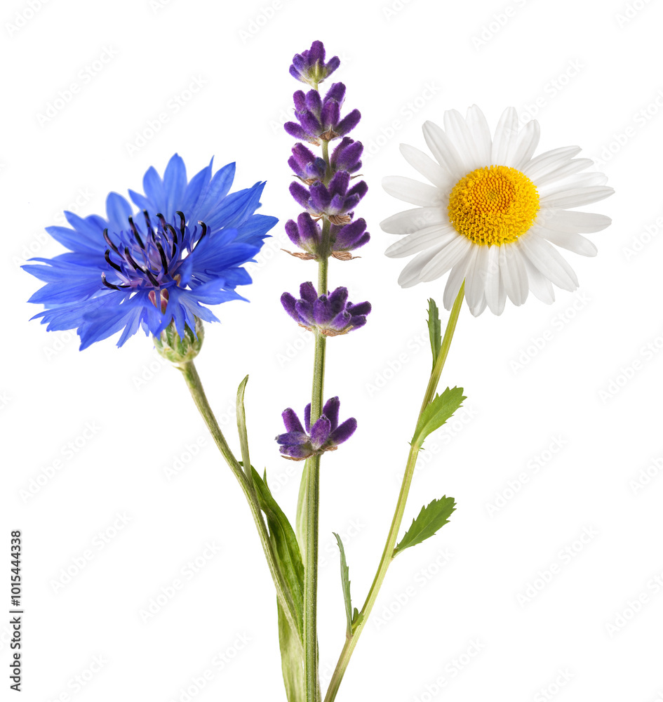 Daisy Lavender and cornflower flowers Daisy Lavender and cornflower flowers