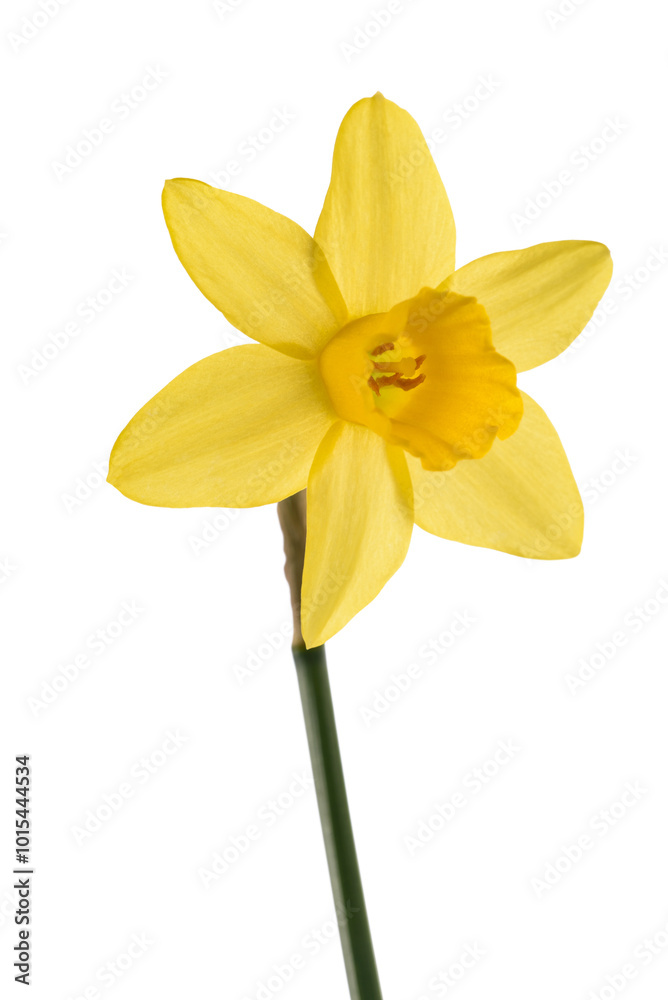 Yellow Daffodil flower Yellow Daffodil flower