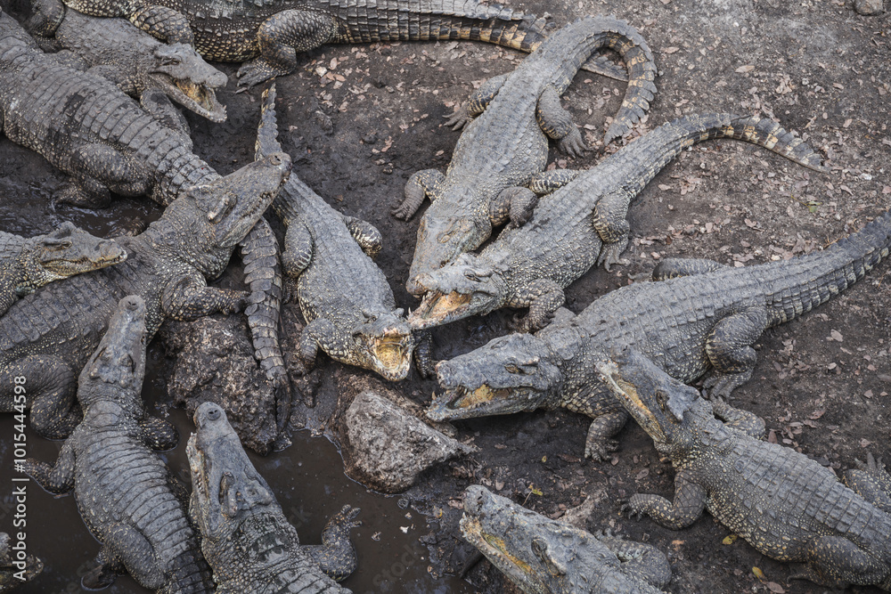 Crocodiles congregate in a muddy habitat in the Criadero de Cocodrilos - Cuba Crocodiles congregate in a muddy habitat in the Criadero de Cocodrilos - Cuba
