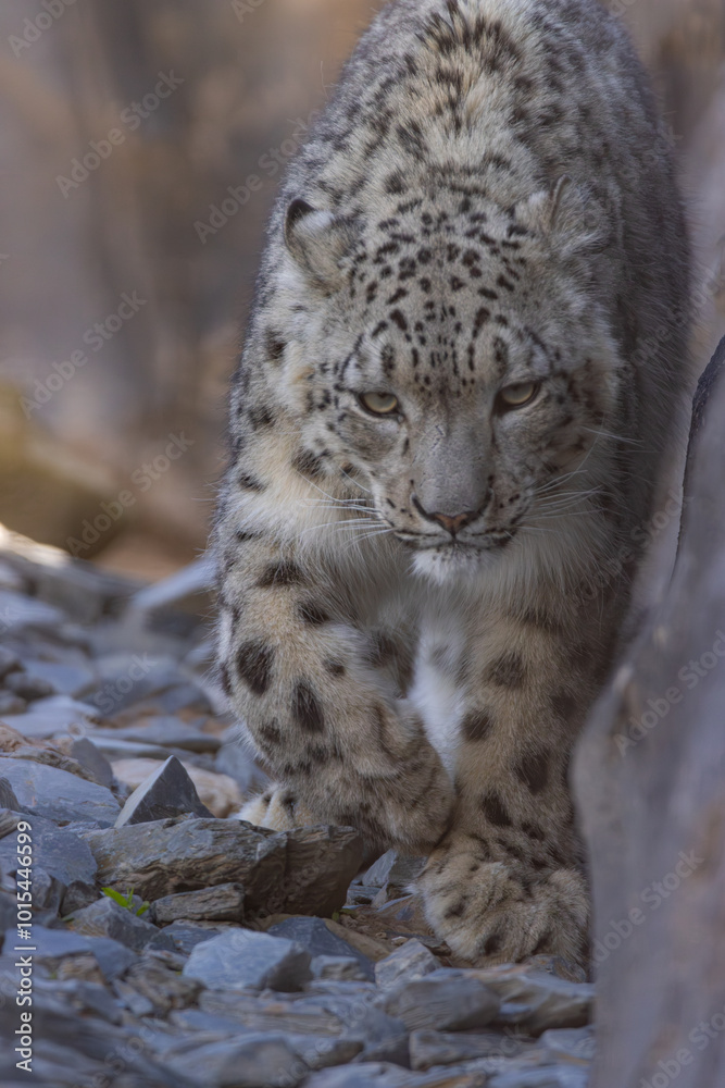 Obraz premium Snow leopard