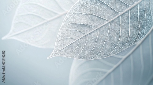   A zoomed-in photo of a white leaf against a blue backdrop, with a slightly out-of-focus image of the backside of the leaf