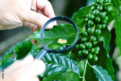 Survey of diseases, disease-causing vectors, insects, prevention, protection, and finding solutions to crop problems. Finding a way to prevent the increase in Arabica Robusta coffee production photo