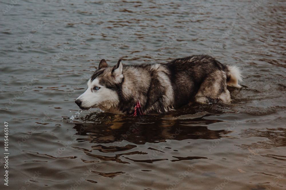 Husky is with his feet in the lake and drinks water. Cute gray and white husky in a pond. A dog with thick fur walks in the river. Husky is with his feet in the lake and drinks water. Cute gray and white husky in a pond. A dog with thick fur walks in the river.