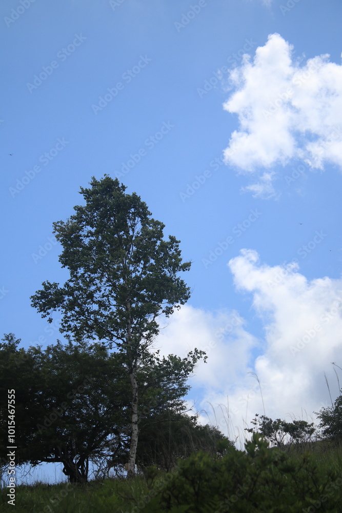 Obraz premium 自然 風景