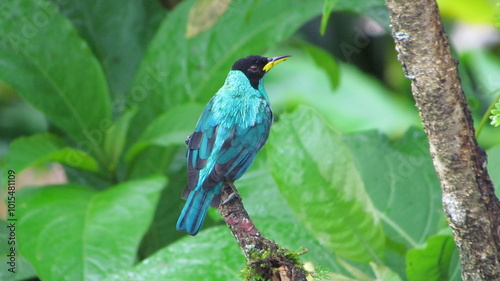 Male green honeycreeper (Chlorophanes spiza),  Asa Wright Nature Centre, Northern Range, Trinidad photo