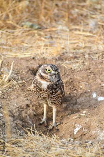 burrowing owl standing on a burrow