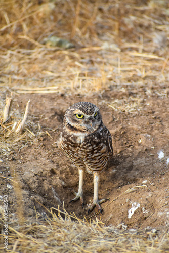 burrowing owl standing on a burrow
