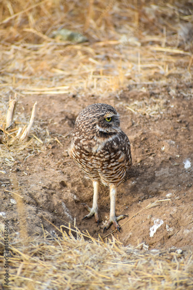 burrowing owl standing on a burrow burrowing owl standing on a burrow