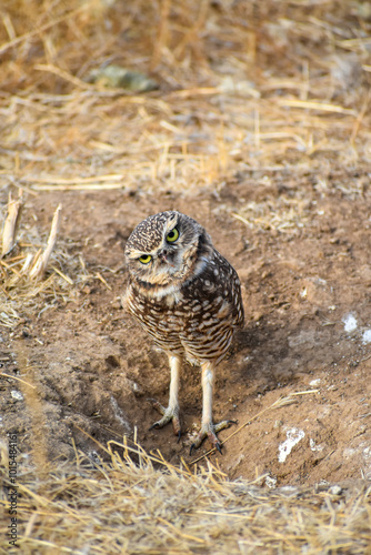 burrowing owl standing on a burrow