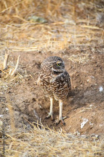 burrowing owl standing on a burrow