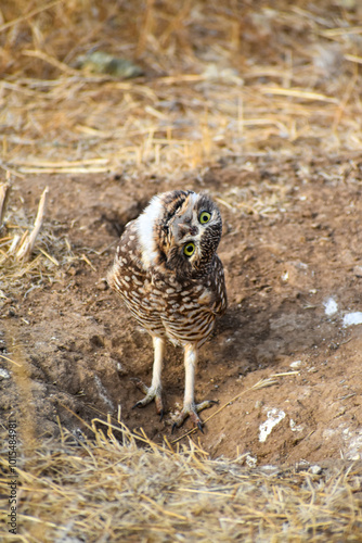 burrowing owl standing on a burrow